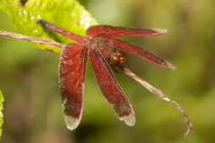Neurothemis manadensis