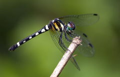 Tetrathemis leptoptera