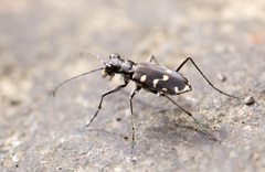 Calomera decemguttata