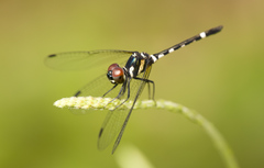 Tetrathemis leptoptera