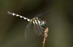 Tetrathemis leptoptera