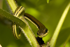 Dendrelaphis marenae