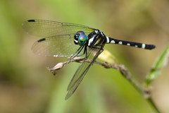 Tetrathemis leptoptera