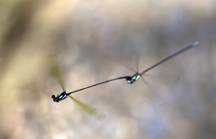 Nososticta flavipennis