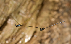 Nososticta flavipennis