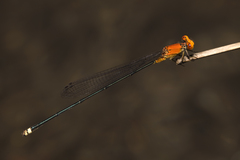 Pseudagrion ustum