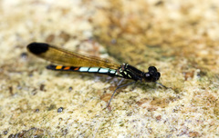 Libellago xanthocyana