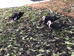 Cairina moschata domestica