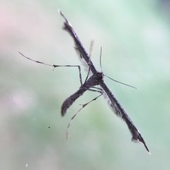 Anstenoptilia