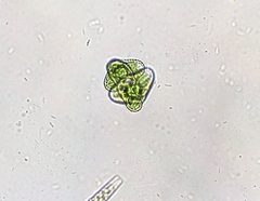 Staurastrum alternans