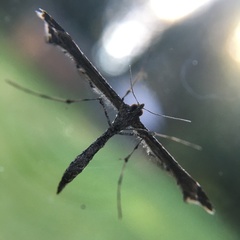 Anstenoptilia