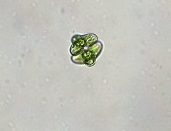 Staurastrum alternans