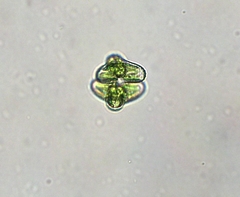 Staurastrum alternans