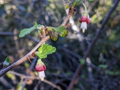 Ribes thacherianum