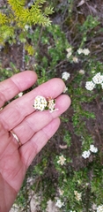 Pimelea pseudolyallii