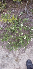 Pimelea pseudolyallii