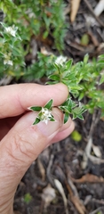 Pimelea pseudolyallii