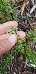 Pimelea pseudolyallii