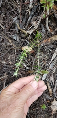 Pimelea pseudolyallii