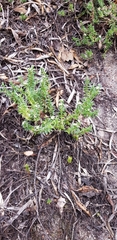 Pimelea pseudolyallii