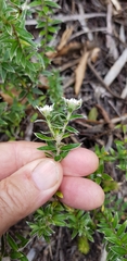 Pimelea pseudolyallii