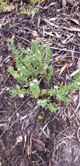 Pimelea pseudolyallii