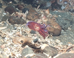 Rossia pacifica