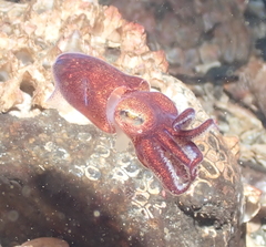 Rossia pacifica