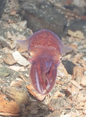 Rossia pacifica