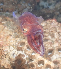 Rossia pacifica