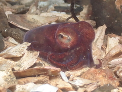 Rossia pacifica