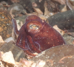 Rossia pacifica