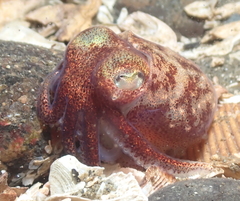 Rossia pacifica