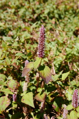 Elsholtzia strobilifera