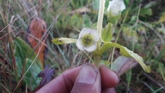 Swertia pseudohookeri