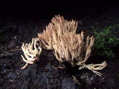 Ramaria conjunctipes