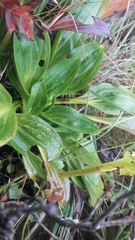 Swertia pseudohookeri