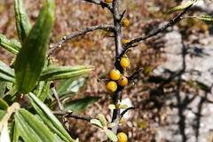 Hippophae salicifolia