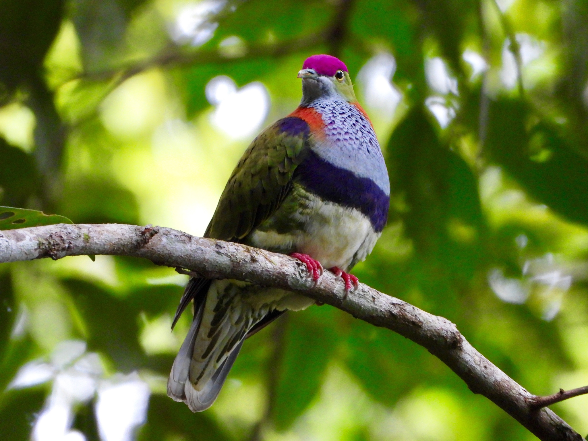Fruit Doves (Genus Ptilinopus) · iNaturalist