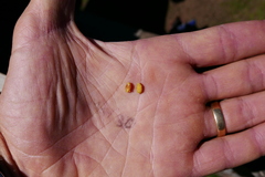 Hippophae salicifolia