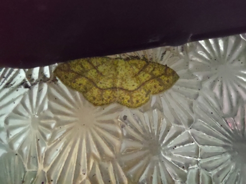 Periclina syctaria