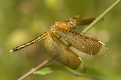 Neurothemis manadensis