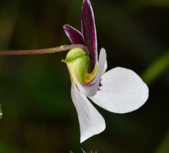 Viola ocellata
