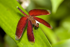 Neurothemis manadensis