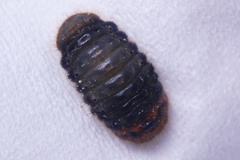 Deudorix epijarbas
