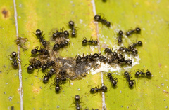 Dolichoderus thoracicus