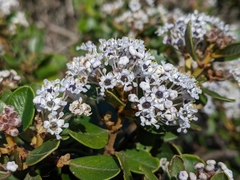 Ceanothus megacarpus insularis