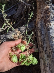 Contarinia zauschneriae