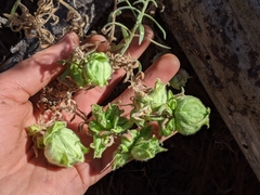 Contarinia zauschneriae