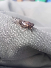 Gelidea torrida